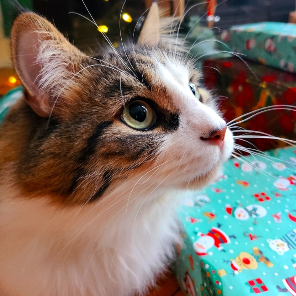 HOLIDAY SALE EVERYTHING 5$ OR 8$❄️